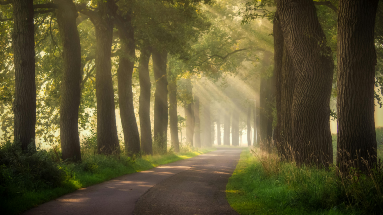 10分でも気持ちいい。歩かない愛犬との冬の朝散歩