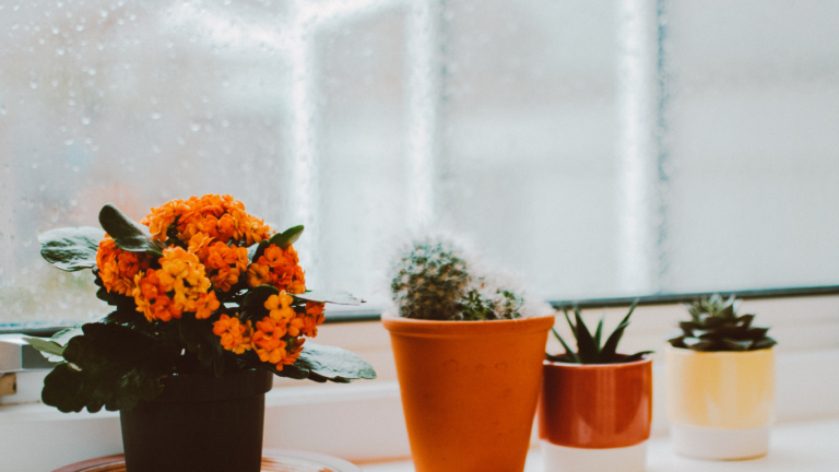 寒い日に外出をやめたら、心がふっと軽くなった理由